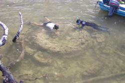 scuba divers on a coral