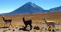 Llamas in Chile